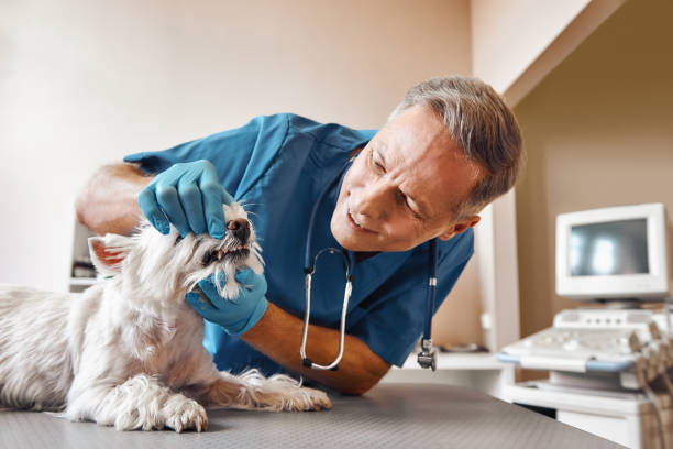 Best Emergency Dental Services for Seniors in Savannah, TX